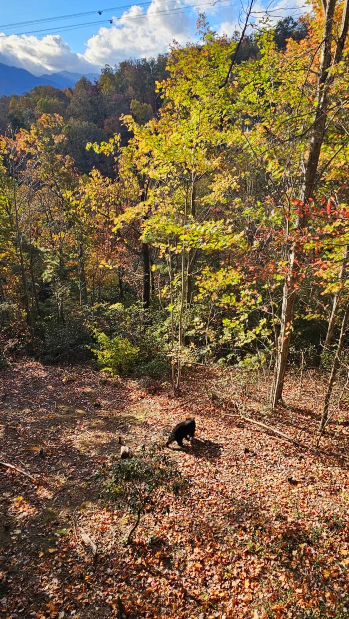 Southern Oak At Chalet Village - 5 Minutes From Gatlinburg And National Park Екстериор снимка